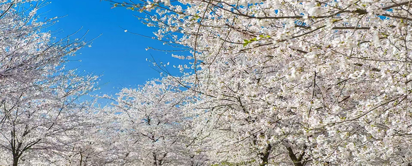 pingba_cherry_blossom.jpg